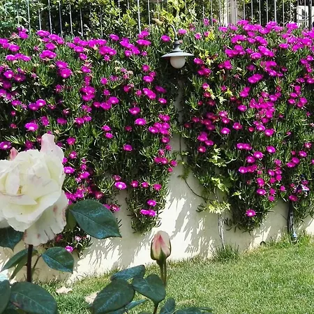 All'aia Bianca 1868